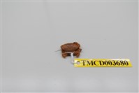 藏品(肉球皺蟹)的圖片